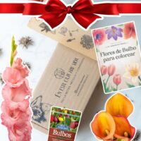 PACK REGALO "Bulbos Para Mamá"