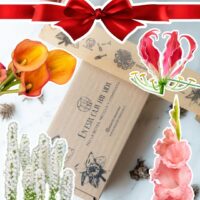 CAJA MIX REGALO "Bulbos de Verano"