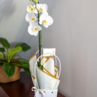 Arreglo Orquídea "Stellata" - Condolencias