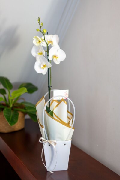 Arreglo Orquídea "Stellata" - Condolencias