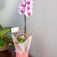 Arreglo Orquídea "Dolce Fiori"