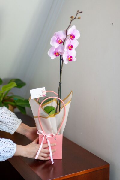 Arreglo Orquídea "Dolce Fiori" - Imagen 3