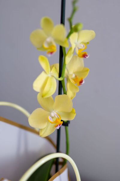 Arreglo Orquídeas "Raggio di Sole" - Imagen 5