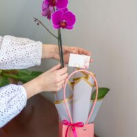 Arreglo Orquídea "Bella Vita"