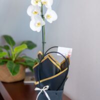 Arreglo Orquídea "Eleganza" - Condolencias