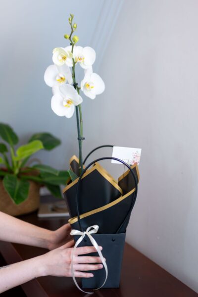 Arreglo Orquídea "Eleganza" - Condolencias - Imagen 3