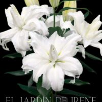 Lilium Doble (Alto)