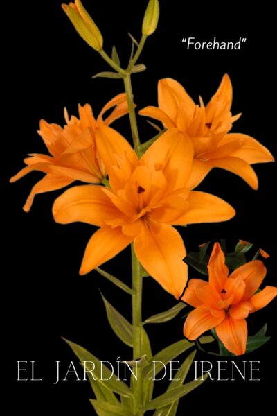 Lilium Doble (Alto) - Imagen 3