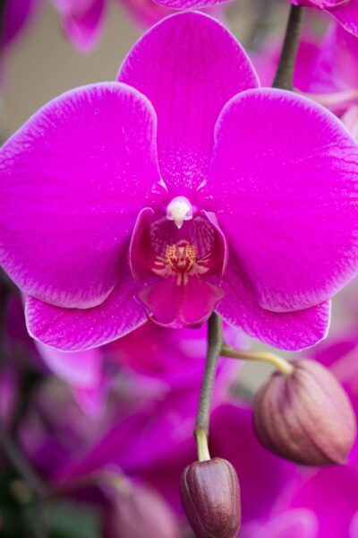 Arreglo Orquídea "Bella Vita" - Imagen 5