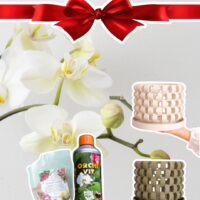 Pack Transplante Orquidea Premium